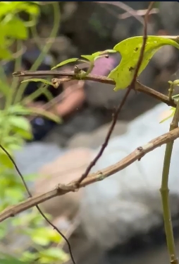 Ngewe di daerah wisata terciduk